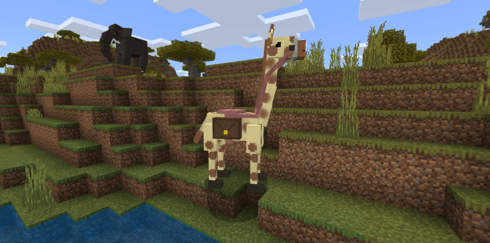Giraffe with saddle