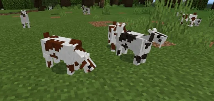 Brown and black version of the goat