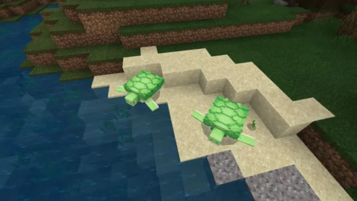 Male turtle in Minecraft