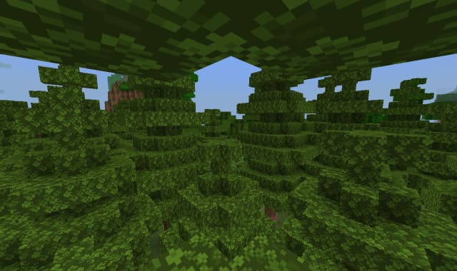 Biome of giant pines in Minecraft