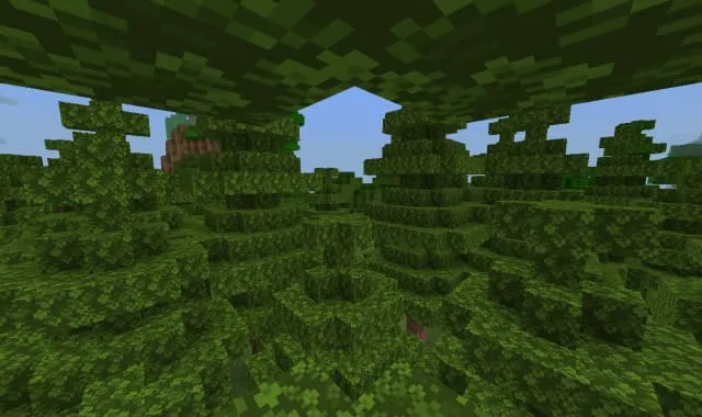 Biome of giant pines in Minecraft