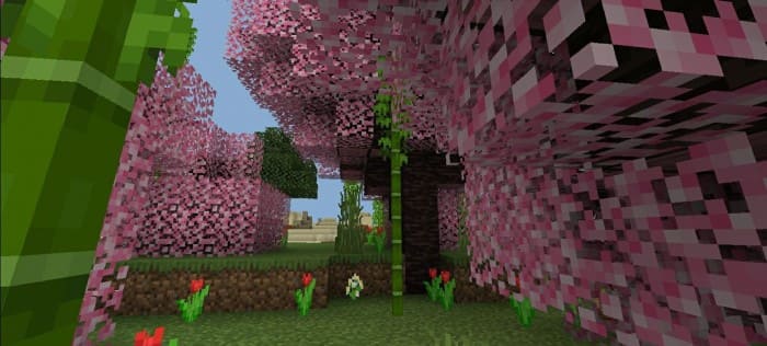 Sakura foliage