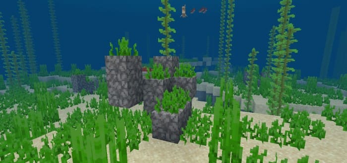 Dead corals
