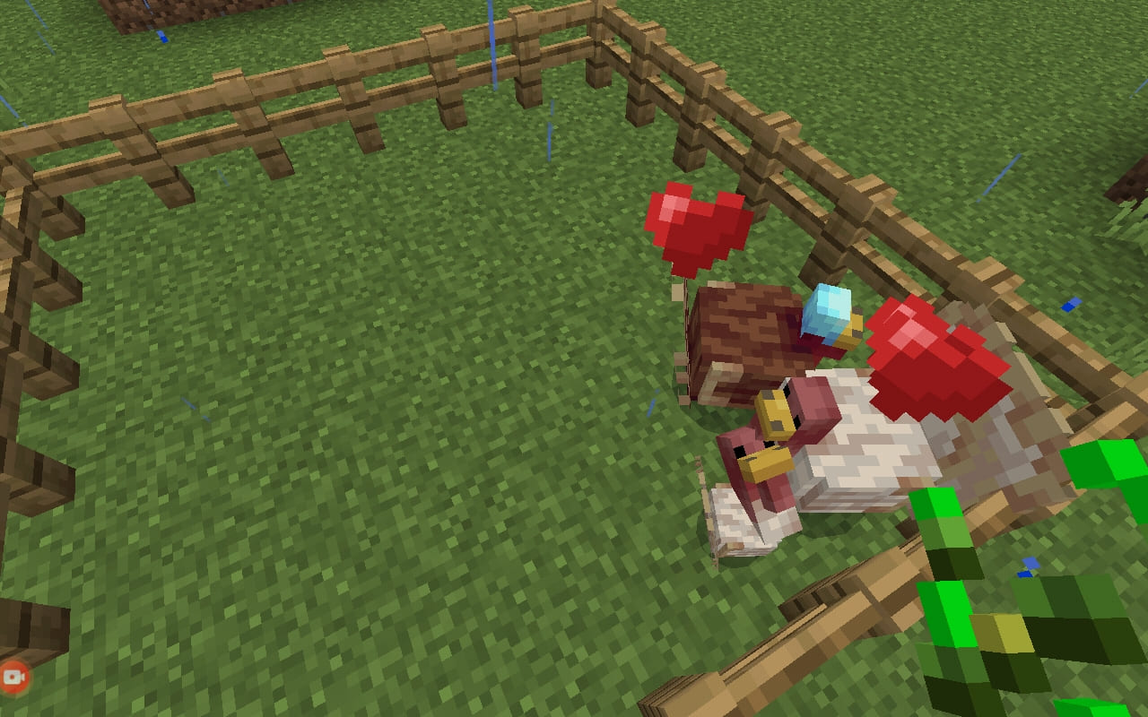 Breeding turkeys in Minecraft