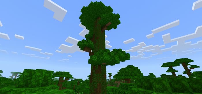 Гигантское джунглевое дерево