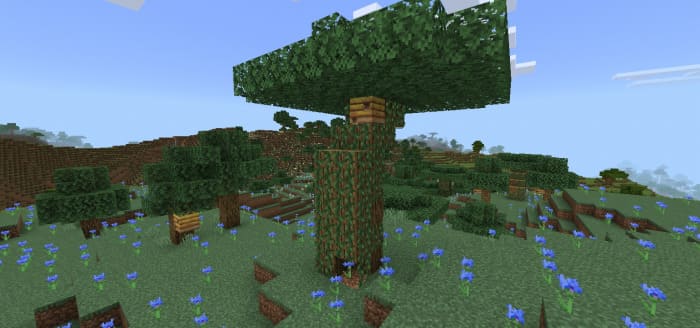 Oak tree with a beehive and vines