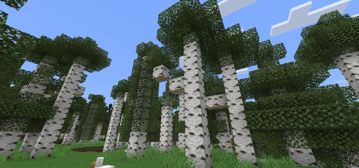 Long birch trees