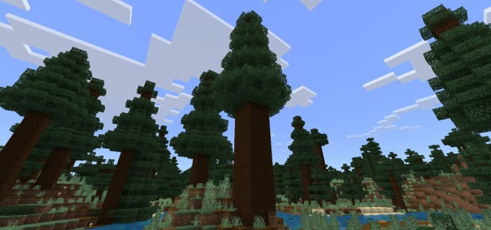 Большое еловое дерево