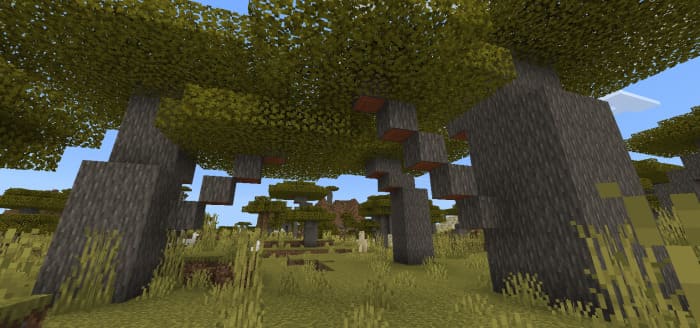 New acacia trees