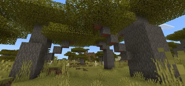 New acacia trees