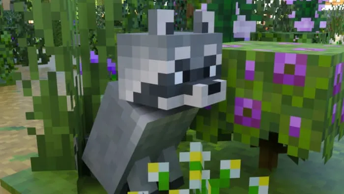 The raccoon is sitting