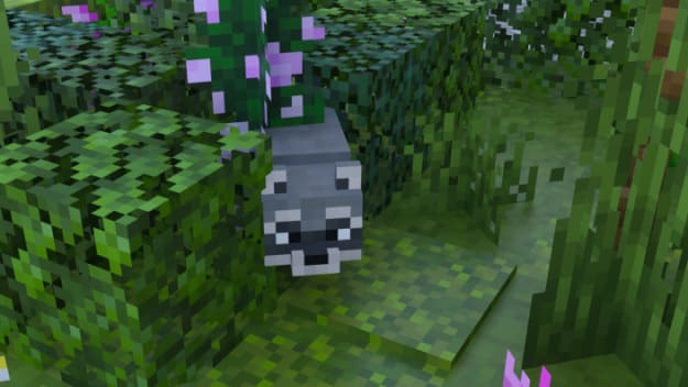 The raccoon looks at the player