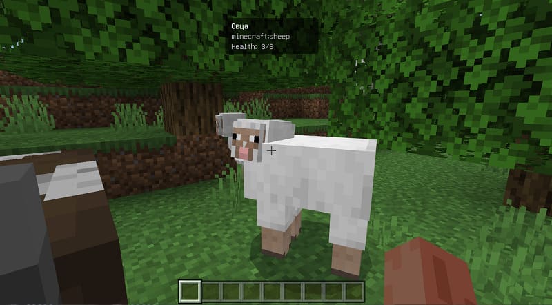 Player looks at sheep
