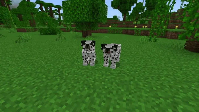Dalmatian