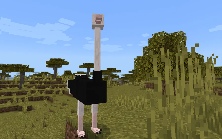 Ostrich in the Savannah