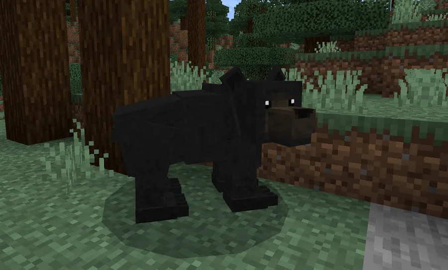 Black bear