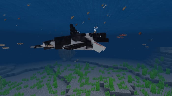 Killer whale eats fish