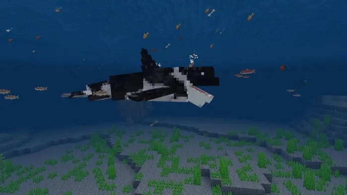 Killer whale eats fish