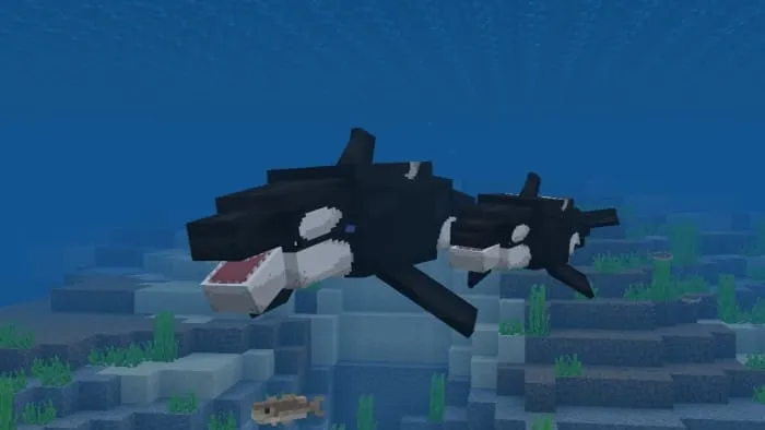 Killer whale