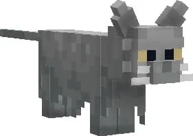 British shorthair cat