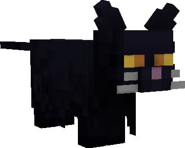 Completely black cat