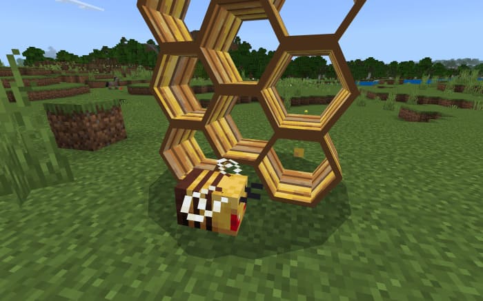 Вид пчелы
