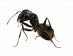 Вид муравья