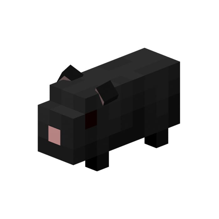 Черная морская свинка