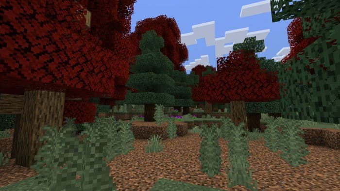 Maple Forest