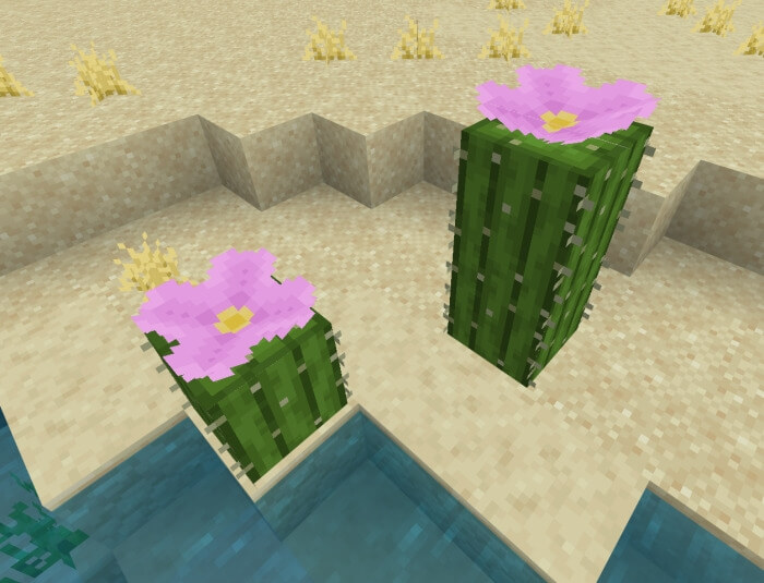 Цветочные кактусы