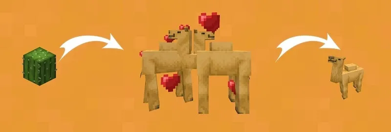 Camel breeding process