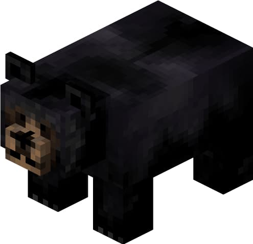 Животное: Черный медведь