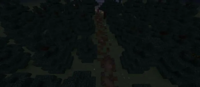 The road through the forest