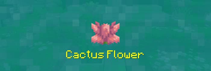 Cactus Flower view