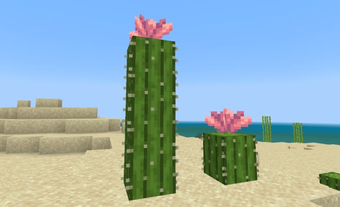 Pink flowers on cacti